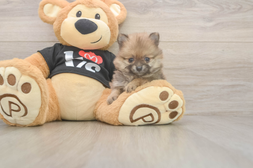 5 week old Pomeranian Puppy For Sale - Premier Pups