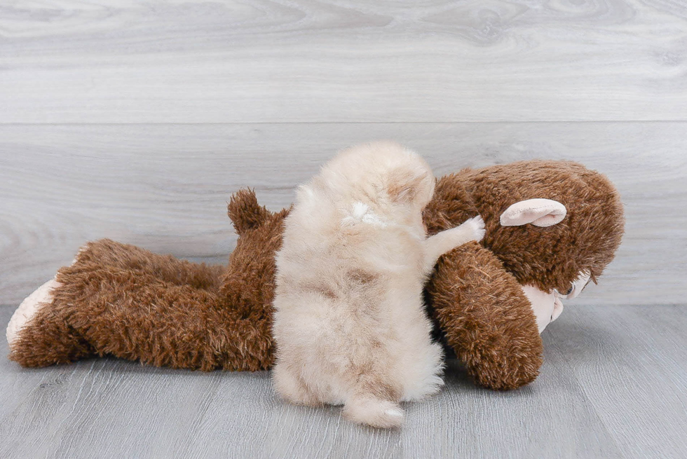 Adorable Pomeranian Purebred Puppy