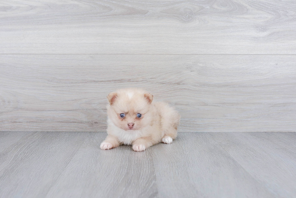 Best Pomeranian Baby