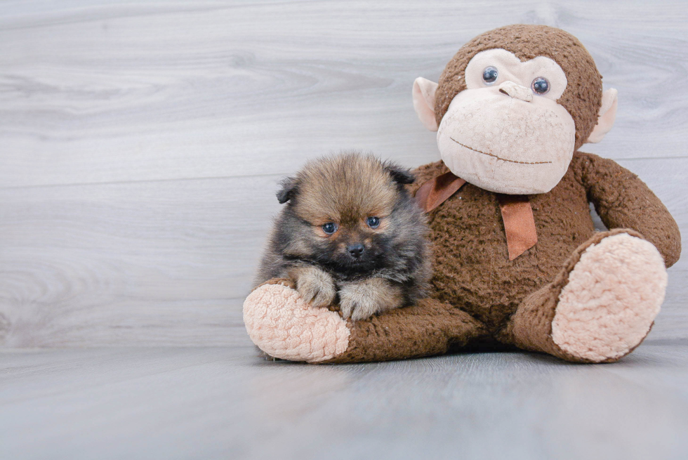 Playful Pomeranian Purebred Pup