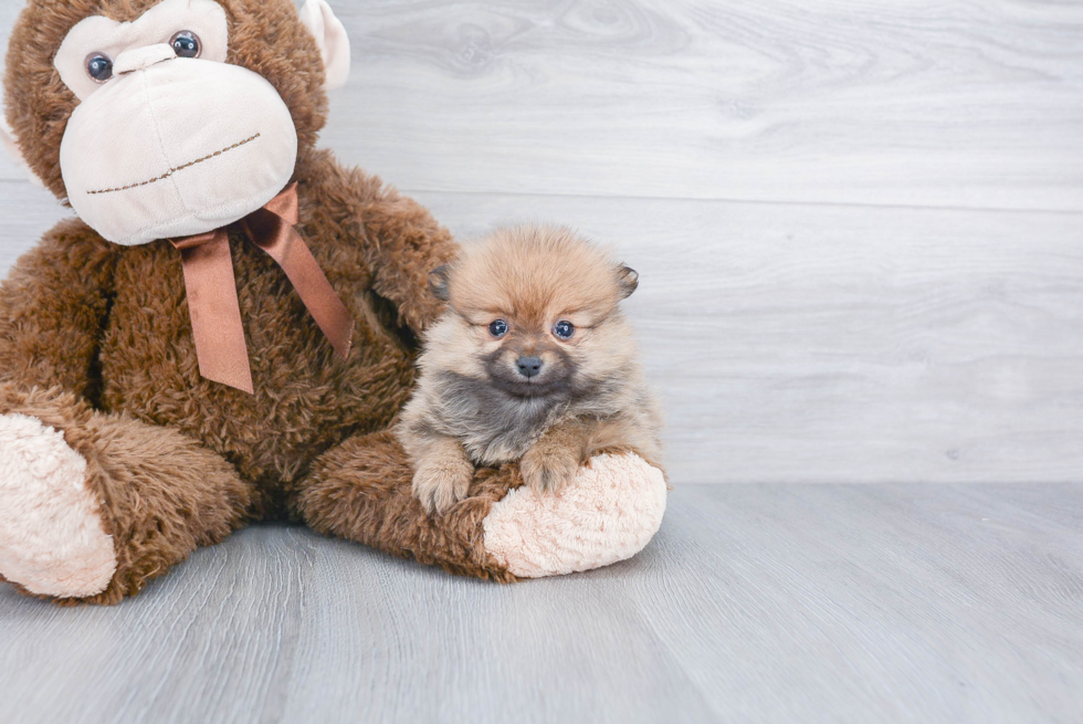 Best Pomeranian Baby