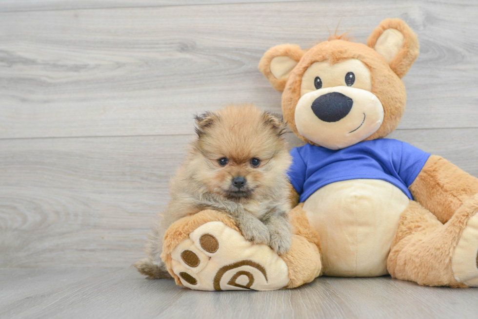 Happy Pomeranian Purebred Puppy