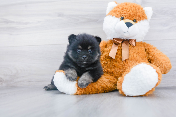 Akc Registered Pomeranian Baby