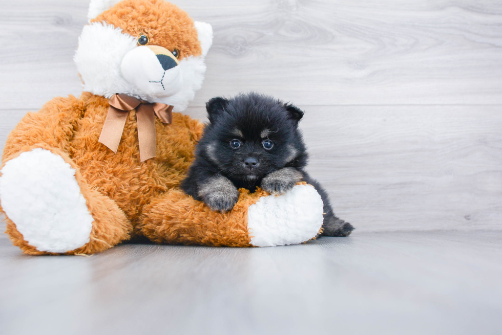 Pomeranian Pup Being Cute