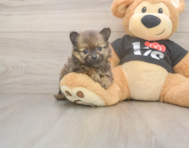 9 week old Pomeranian Puppy For Sale - Premier Pups