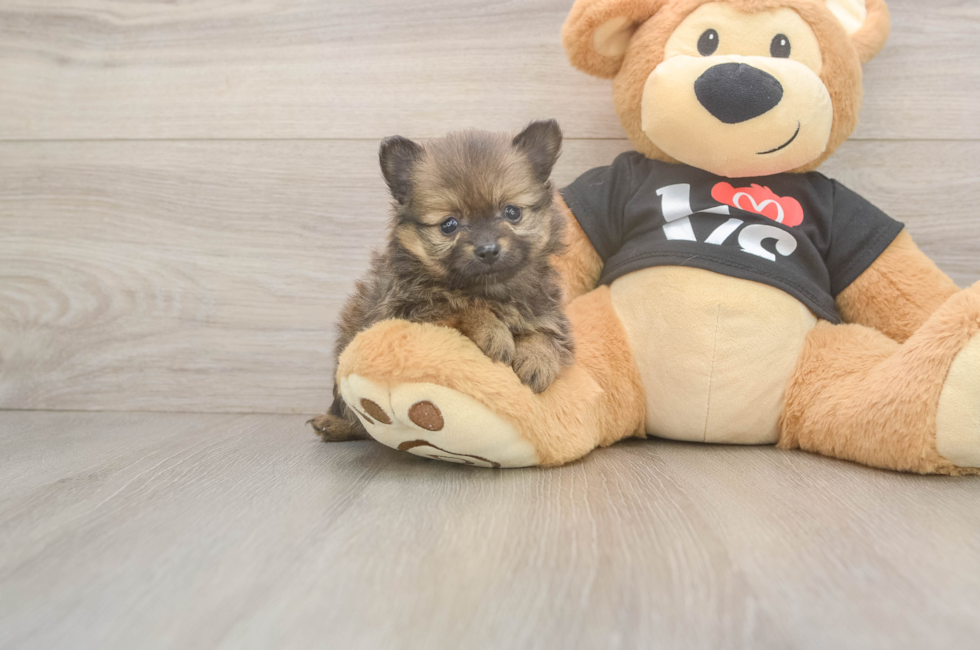 5 week old Pomeranian Puppy For Sale - Premier Pups