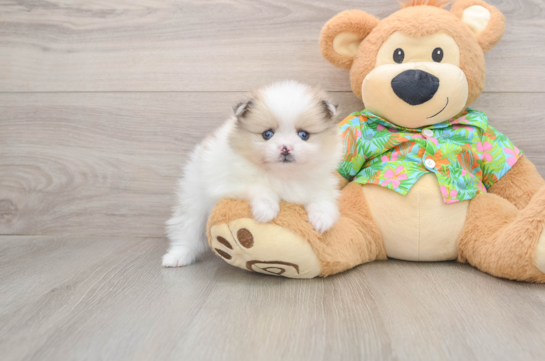 Funny Pomeranian Baby