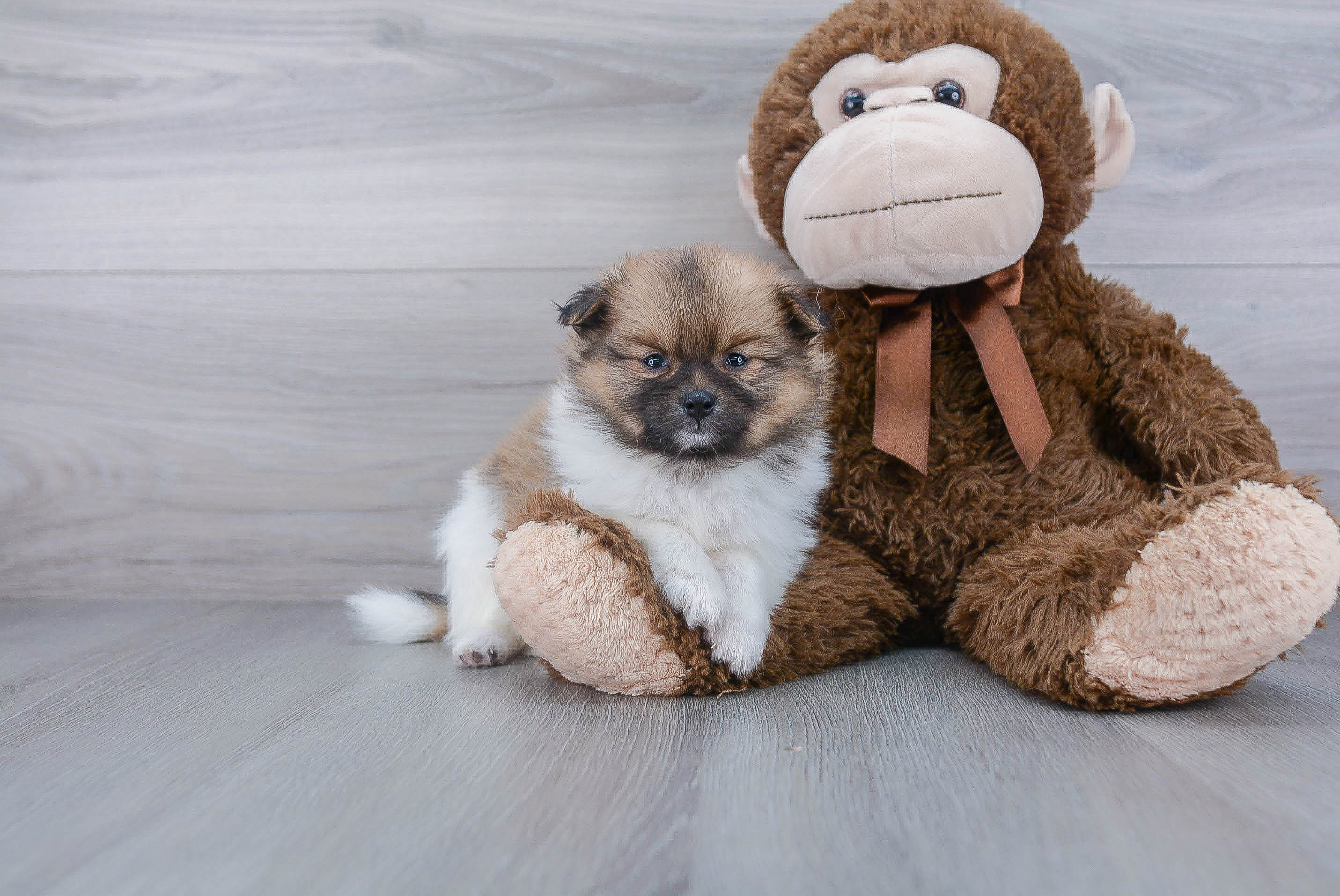 Pomeranian Puppy for Adoption