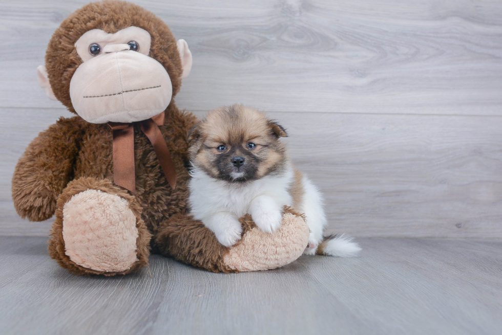 Happy Pomeranian Purebred Puppy