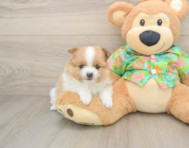 7 week old Pomeranian Puppy For Sale - Premier Pups