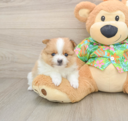 6 week old Pomeranian Puppy For Sale - Premier Pups