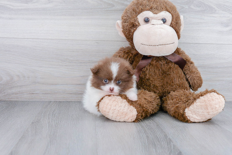 Small Pomeranian Purebred Pup