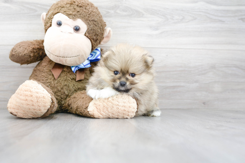 Energetic Pomeranian Purebred Puppy