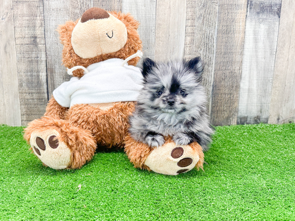 Happy Pomeranian Purebred Puppy