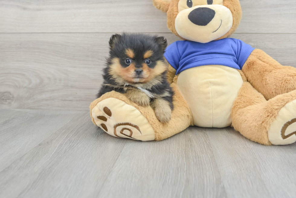 Little Pomeranian Baby