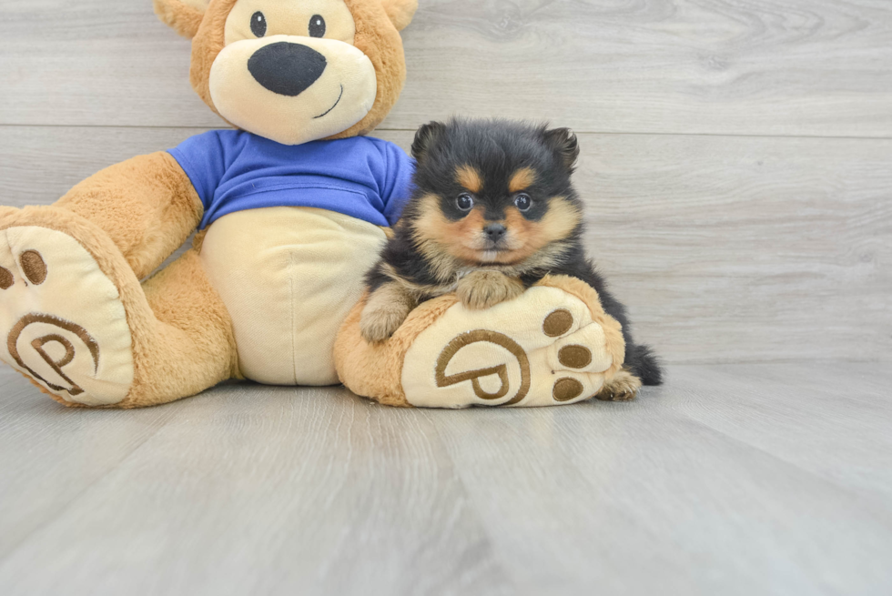 Popular Pomeranian Baby