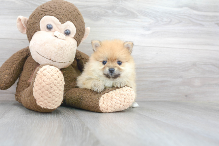 Sweet Pomeranian Purebred Puppy