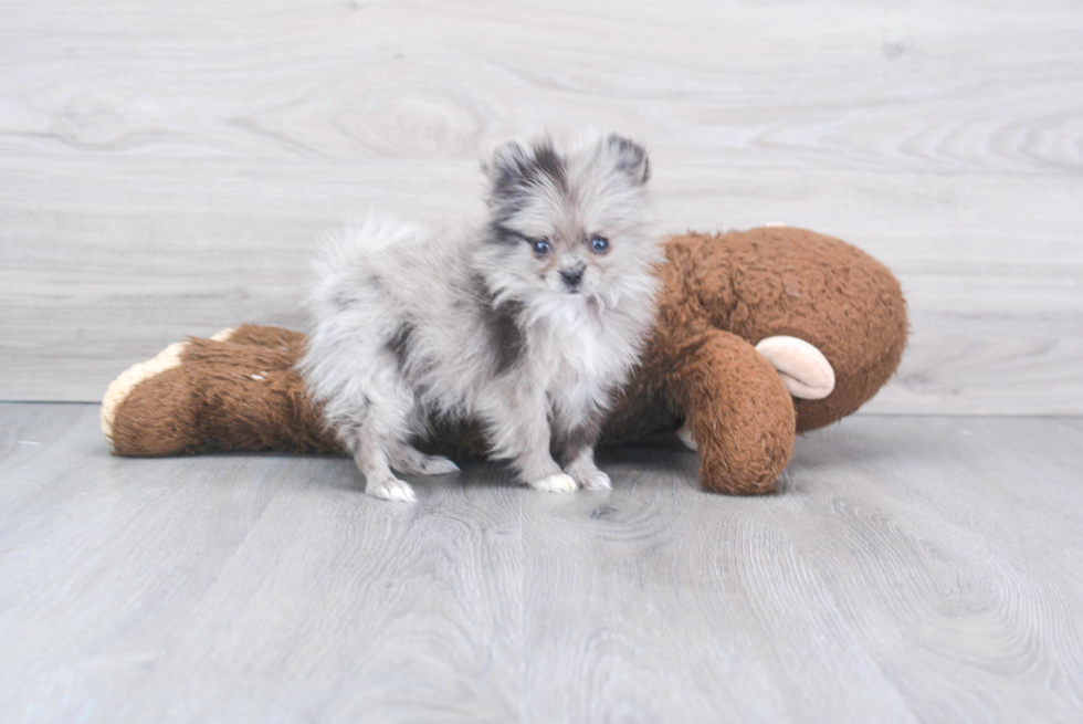 Pomeranian Puppy for Adoption