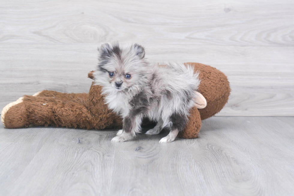 Fluffy Pomeranian Purebred Puppy