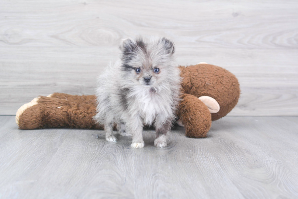 Pomeranian Puppy for Adoption