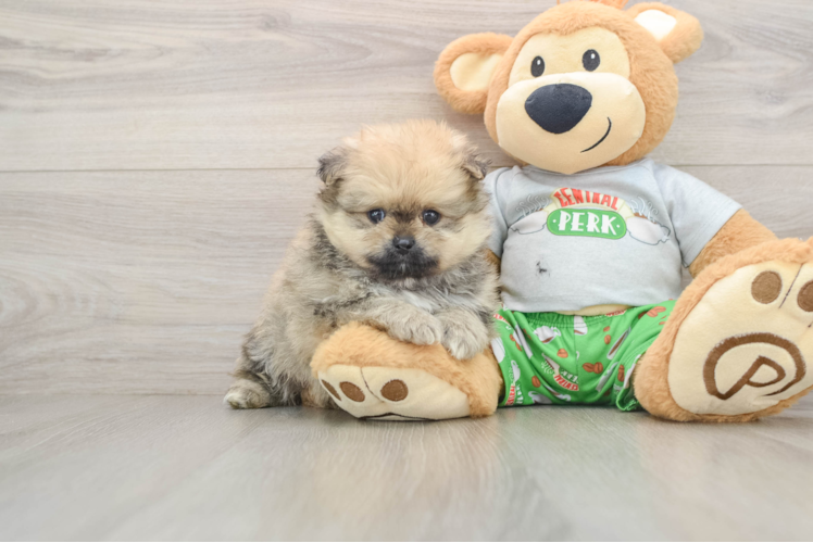 Pomeranian Pup Being Cute