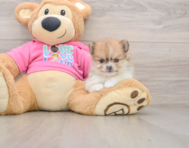 7 week old Pomeranian Puppy For Sale - Premier Pups