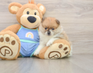 7 week old Pomeranian Puppy For Sale - Premier Pups