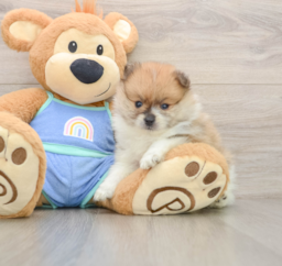 8 week old Pomeranian Puppy For Sale - Premier Pups
