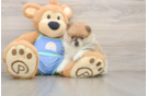 Pomeranian Pup Being Cute
