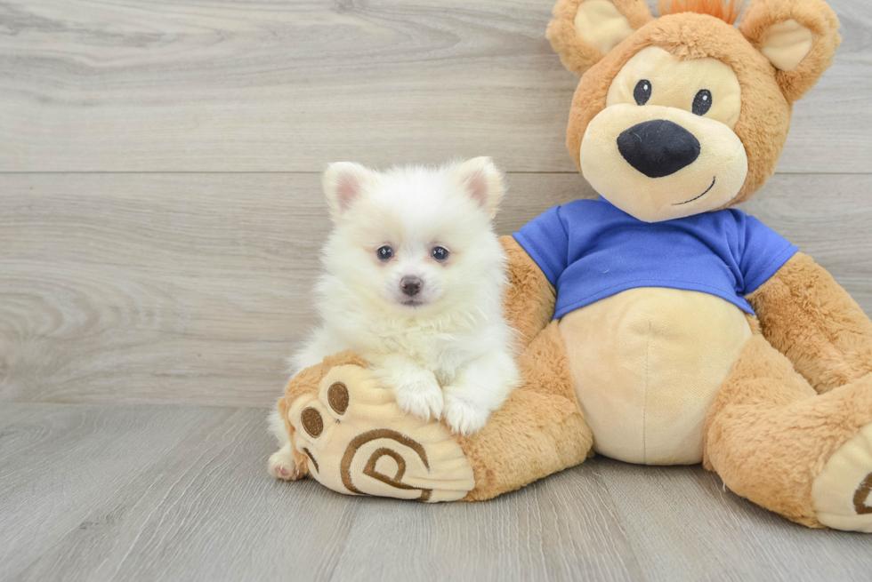 Pomeranian Puppy for Adoption