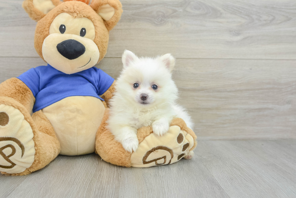 Hypoallergenic Pomeranian Snowball: 2lb 4oz Purebred Puppy