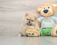 7 week old Pomeranian Puppy For Sale - Premier Pups