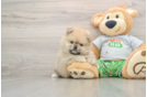 Best Pomeranian Baby