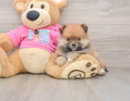 8 week old Pomeranian Puppy For Sale - Premier Pups
