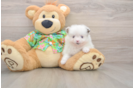 Best Pomeranian Baby