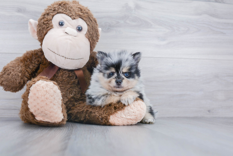 Pomeranian Pup Being Cute