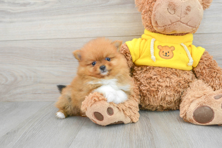 Pomeranian Pup Being Cute