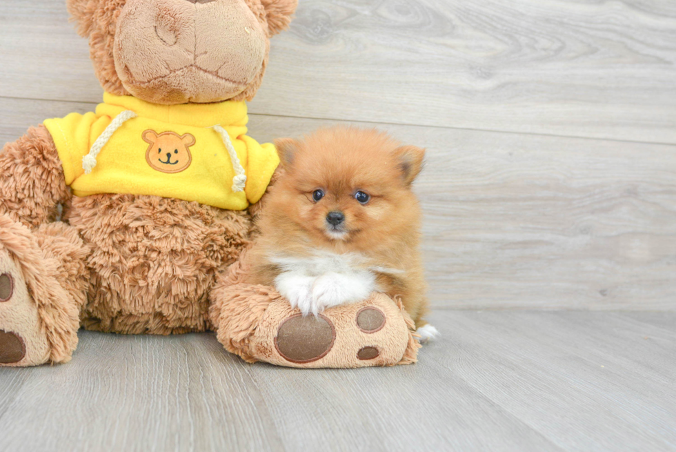 Best Pomeranian Baby