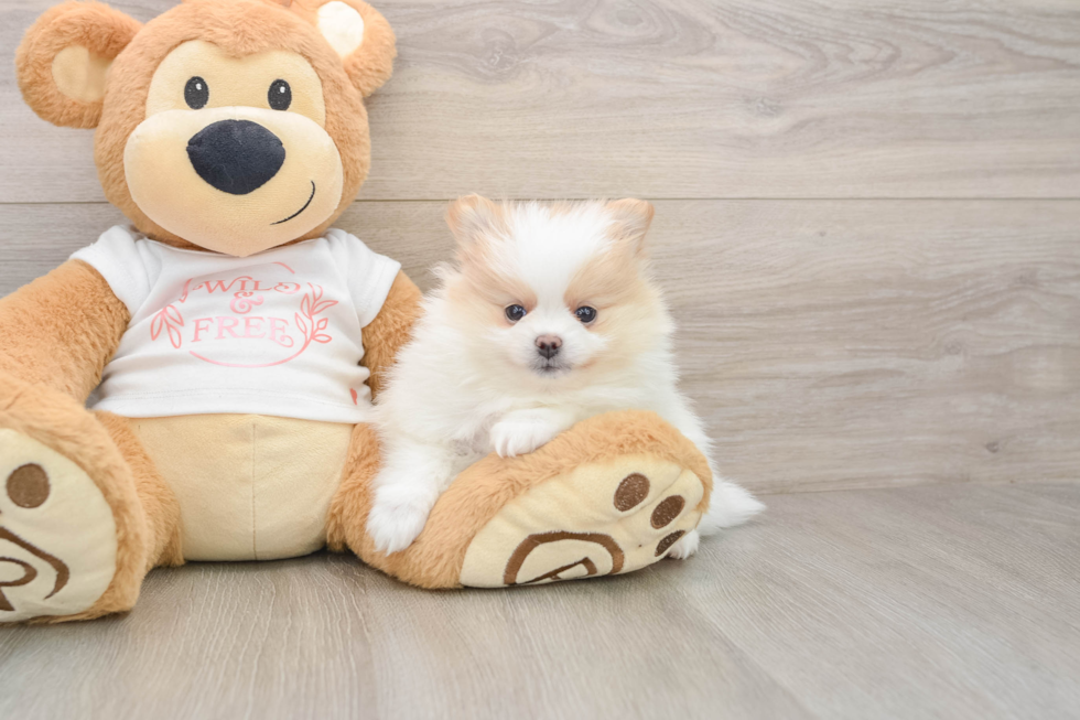 Hypoallergenic Pomeranian Purebred Pup