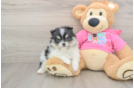 Fluffy Pom Pom Purebred Puppy