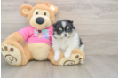 Akc Registered Pomeranian Purebred Pup