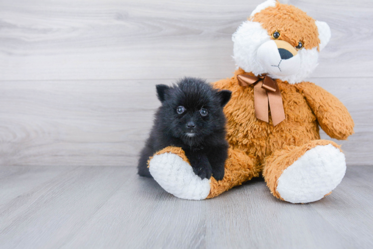 Best Pomeranian Baby