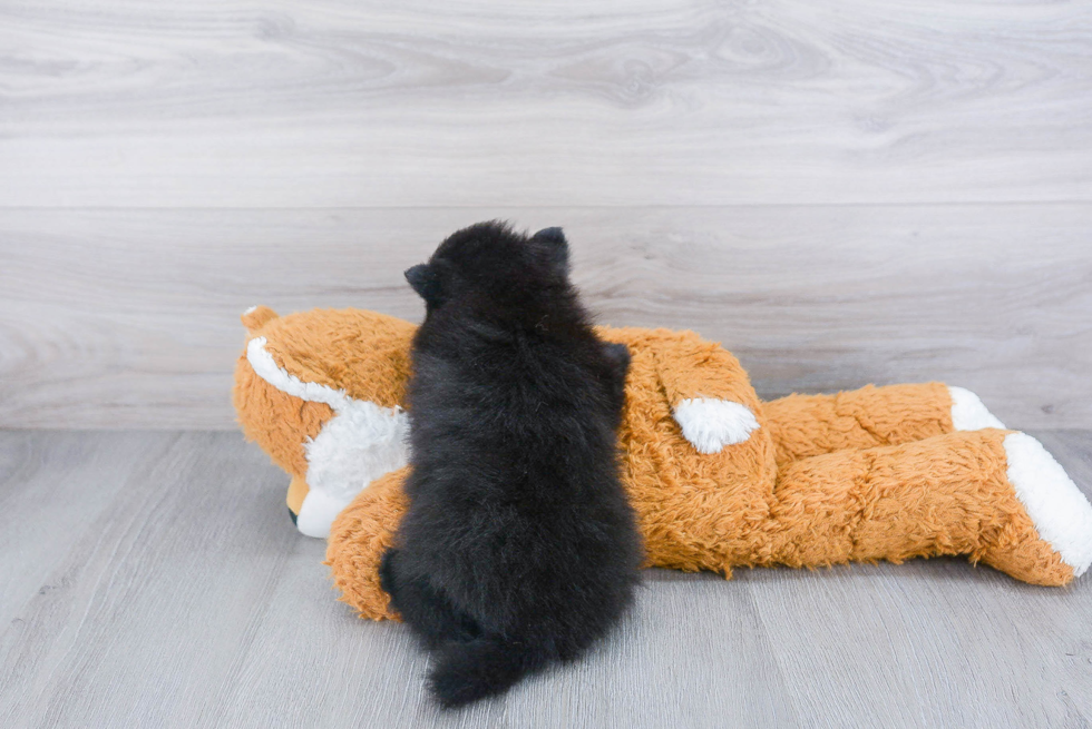 Best Pomeranian Baby
