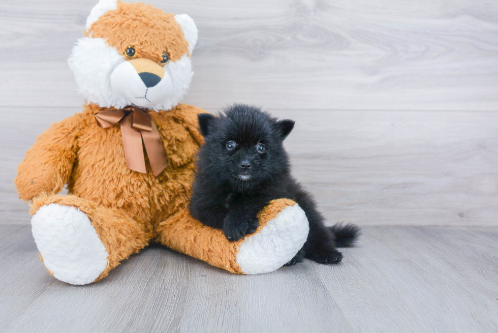 Best Pomeranian Baby