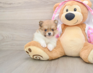 9 week old Pomeranian Puppy For Sale - Premier Pups