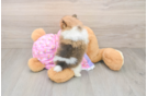 Friendly Pomeranian Purebred Pup