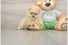 Sweet Swergspitz Purebred Puppy
