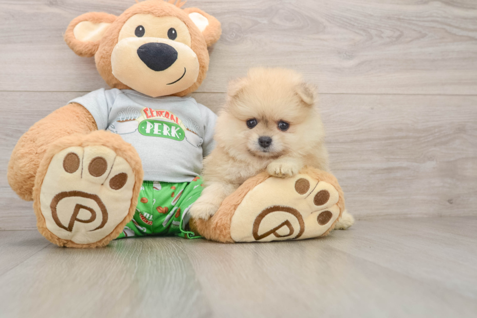 Pomeranian Puppy for Adoption
