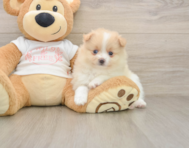 7 week old Pomeranian Puppy For Sale - Premier Pups