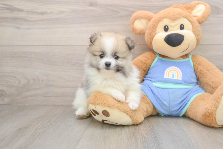 Pomeranian Pup Being Cute